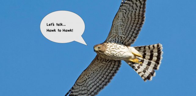 Introducing Hawk To Hawk!