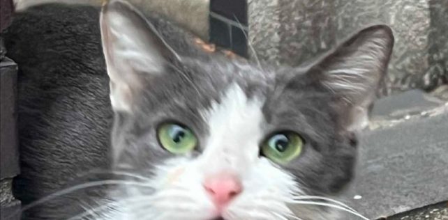 Hudson’s New Furry Friend