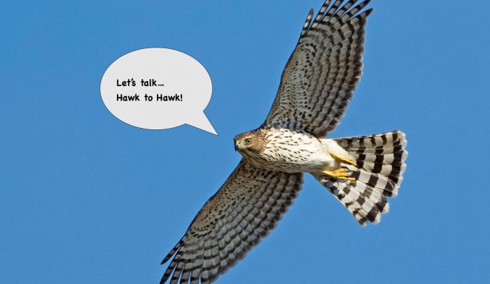 Hawk to Hawk: Friendship Paranoia