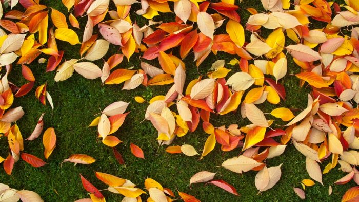 Poetry: Autumn Love