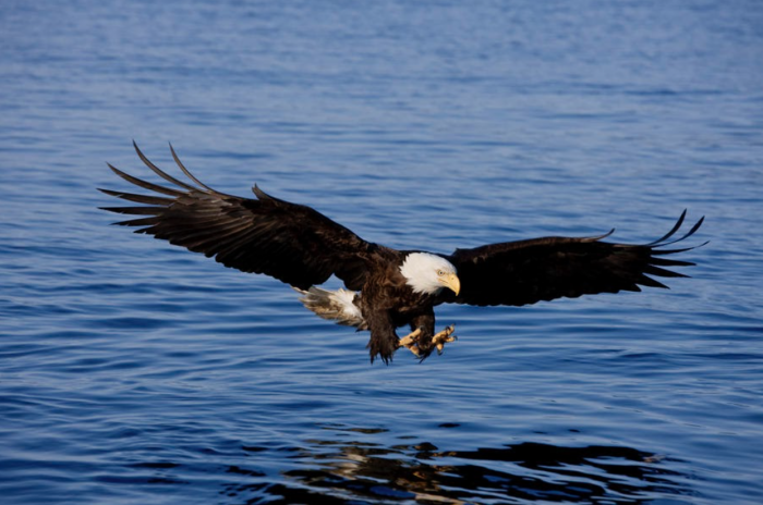 Poetry: “The Bald Eagle: America’s Reality”