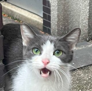 Hudson’s New Furry Friend