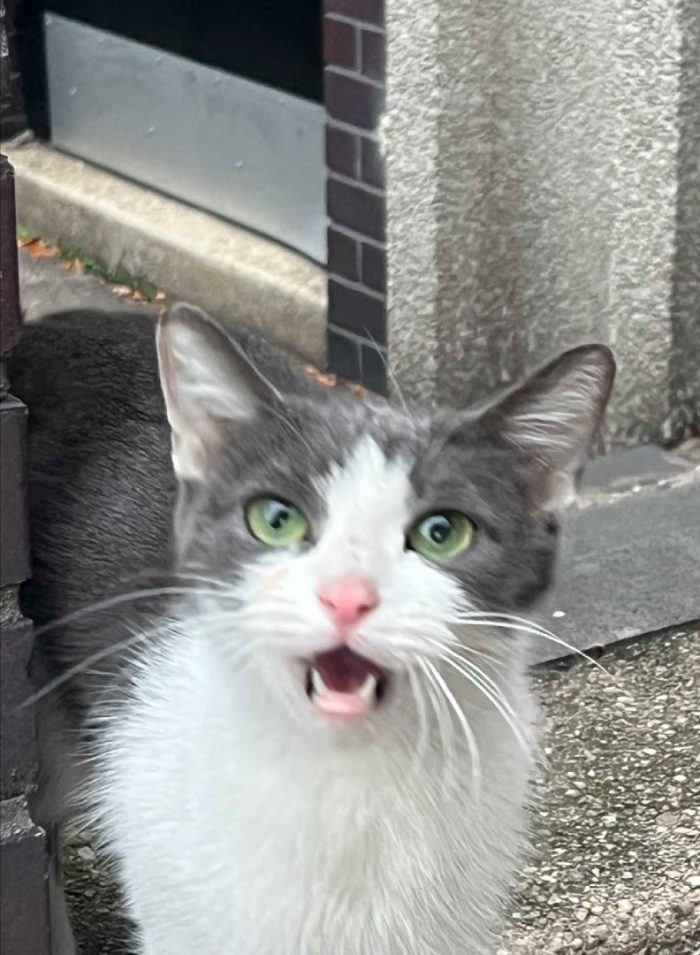 Hudson’s New Furry Friend